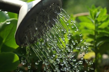 Eco-friendly garden watering tips!