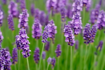 Drought resistant lavender