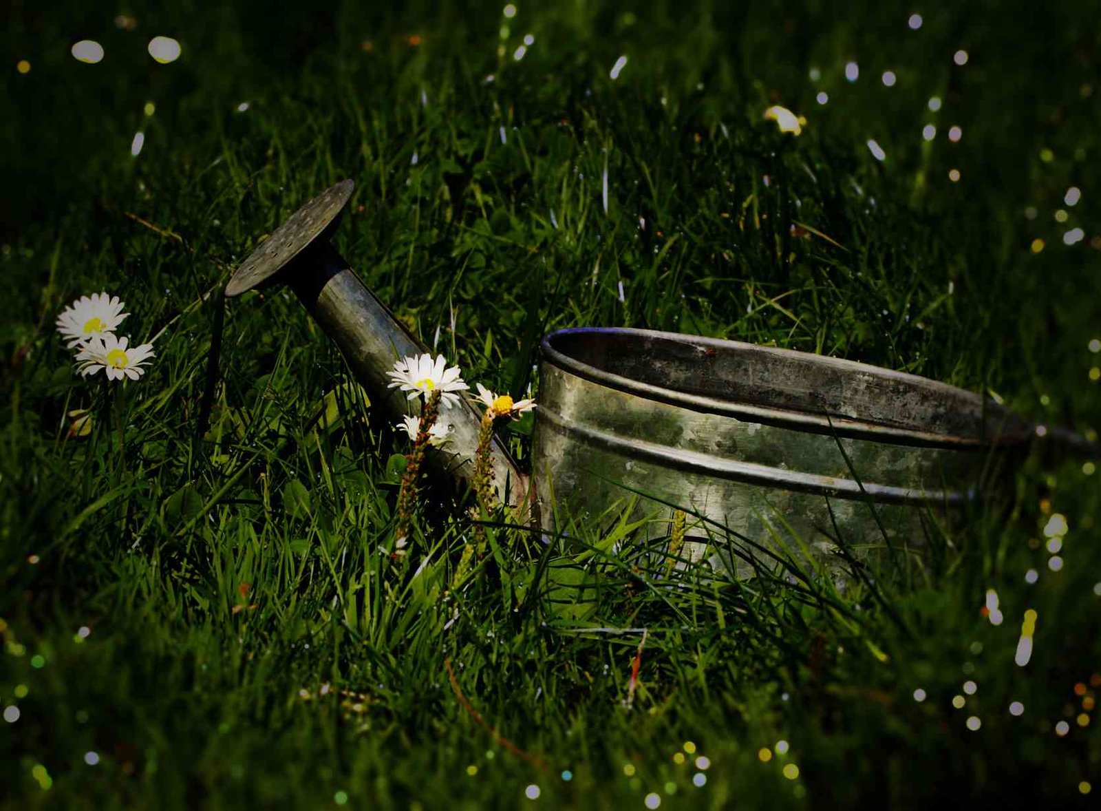 Caring for your lawn