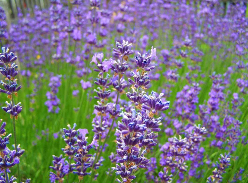 What are the Best DroughtResistant Plants, Trees and Shrubs What to